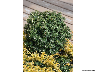 Пихта корейская Цис