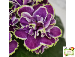 ВаТ-Классический Вкус (Т. Валькова) 2019 г.