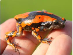 Узкорот краснополосый (Phrynomantis bifasciatus​)