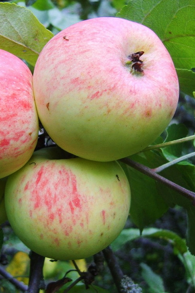 Яблоня Грушовка Московская (ранн.)