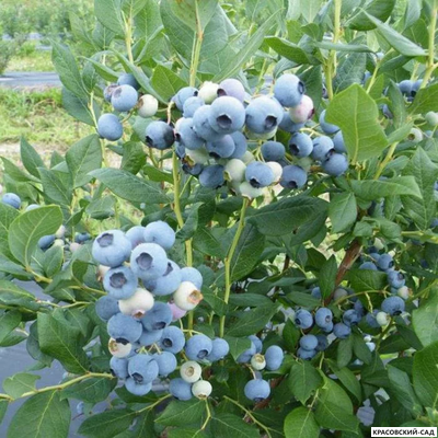 Голубика Элизабет - Elisabeth