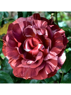 Брауни (Brownie)