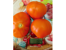 Томат Лампа Алладина