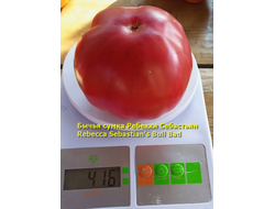 Томат Бычья сумка Ребекки Себастьян (Rebecca Sebastian's Bull Bad, США)