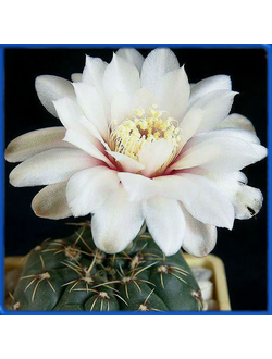 Gymnocalycium amerhauseri GN 1044/3700