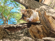 Катункина М А "Памяти Жужи (1)"