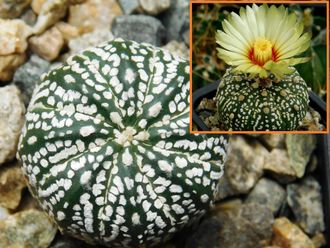 Astrophytum KuMax CZ Х Astrophytum  asterias hybr. - 5 семян