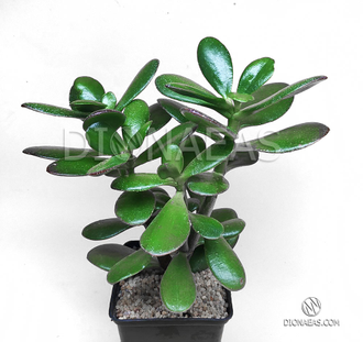 Crassula ovata - Крассула Овата, Крассула овальная, Денежное дерево, Толстянка овальная