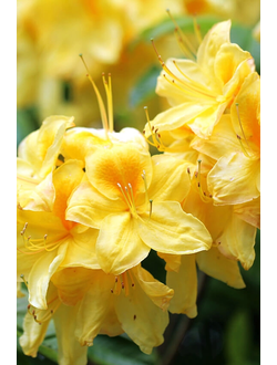 Рододендрон (Азалия) Anneke