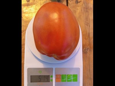 Томат Баклажан