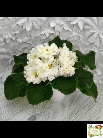 АВ-Легенда о Золотой Луне (Фиалковод) 2023 г.