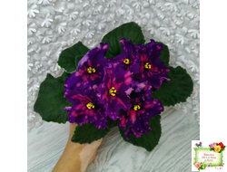 РС-Метагалактика (С. Репкина) 2018 г.