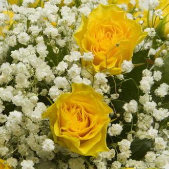 Букет из 25 желтых роз и белых гипсофил