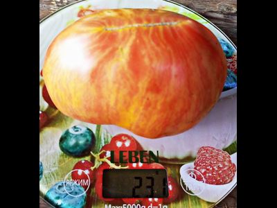 Томат Розовое сердце Пессака полосатое (Coeur Rose de Pessac Stripe )