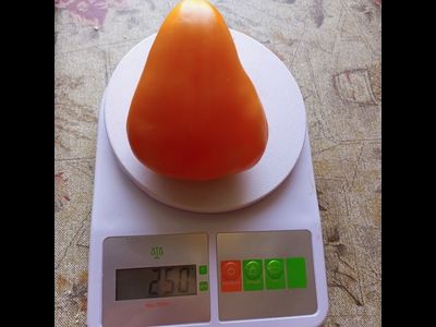 Томат Желтый клюв