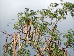 МОРИНГА (Moringa oleifera) 30 мл нерафинированное