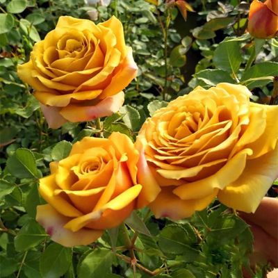 Пайн Дрим (Pine Dream) (Сосновая мечта)