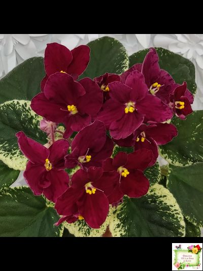 Mac's O'Scarlet O'Hara (G.McDonald) (Макс ОСкарлет Охара)