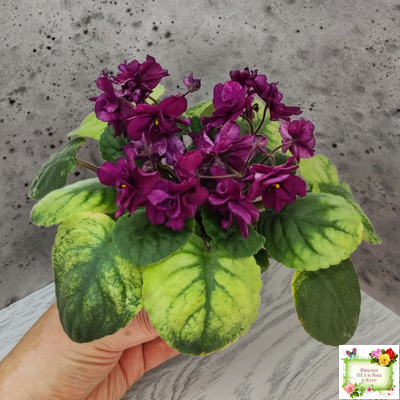 СВ-Город Солнечногорск (О.Емельянова) 2023 г. трейлер