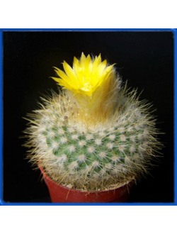 Parodia chrysacanthion SE 140