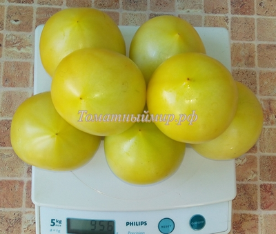 Томат Буденовка зеленая (Украина)