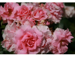 Ю Бьютифул (Rosa You&#039;re Beautiful) Весна