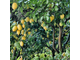 Лимон (Citrus limon) Испания, органик, 5 мл - 100% натуральное эфирное масло