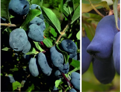 Павловская(жимолость), 2года, ЗКС