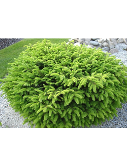 Ель обыкновенная "Нидиформис" (С5,40-60)