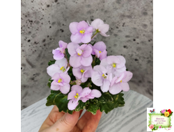 Morgan's Ivy League (C.Eros) (детка)