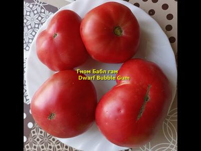 Томат Бубль гам (Жевательная резинка, (Dwarf Bubble Gum) США