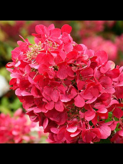 ДАЙМОНД РУЖ В ГОРШКЕ 2 ЛИТРА