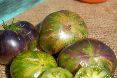 Томат Dwarf Rebella (Гном Ребелла), 10 шт