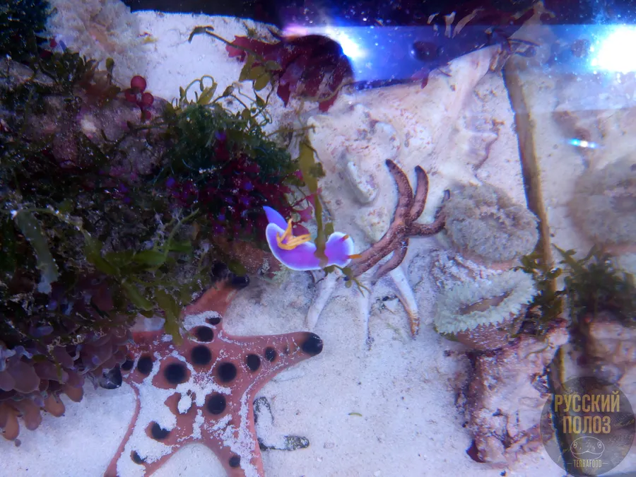 Голожаберный Моллюск, Chromodoris bullocki в морском аквариуме