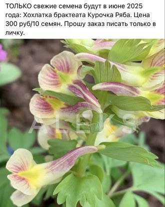 Хохлатка брактеата Курочка Ряба