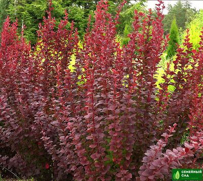 Барбарис Тунберга "Саммер Шоколад"  (Chocolate Summer)