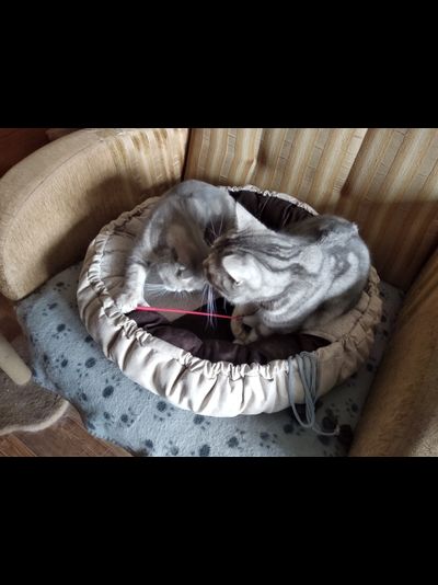 Матрас-лежак  трансформер  «Кокетка1»