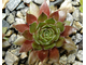 Sempervivum 'RUBIN’ - розетка