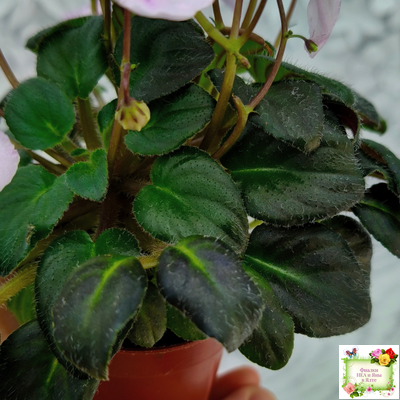 LV-Есть Время (Л. Шевелева) 2025 г. трейлер (пасынок посажен 20.01.26)