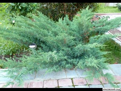 Можжевельник Казацкий Голубой - Juniperus Sabina