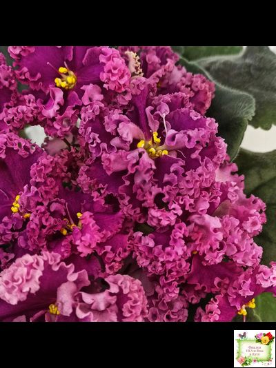 ЛФ-Дарья (Л.Федосеева) 2017 г. (пасынок укоренённый)