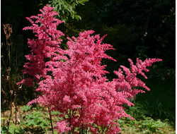 Астильба простолистная Aphrodite, C2