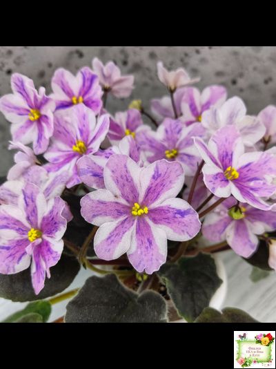 Ness` Spring Blush (D. Ness) химера (стартер сорт)