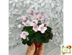 LV-Есть Время (Л. Шевелева) 2025 г. трейлер (клакамасный лонг)