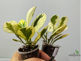 Фикус Джулия / Моклэйм вариегатный / ficus Giulia