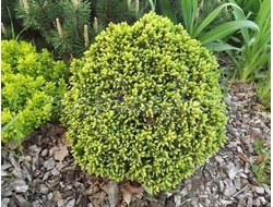 Ель канадская Dendrofarma Gold, C7