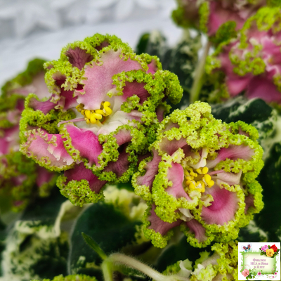 МТ-Античная Брошь (М. Тотиева) 2025 г.