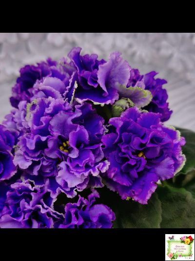 РМ-Синий Бриллиант (Н. Скорнякова) 2023 г.