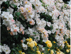 Салли Холмс (Sally Holmes), Holmes , Мускусный гибрид.