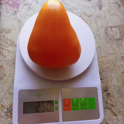 Томат Желтый клюв